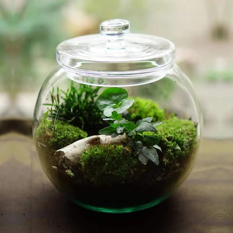 Comprar terrarios online.